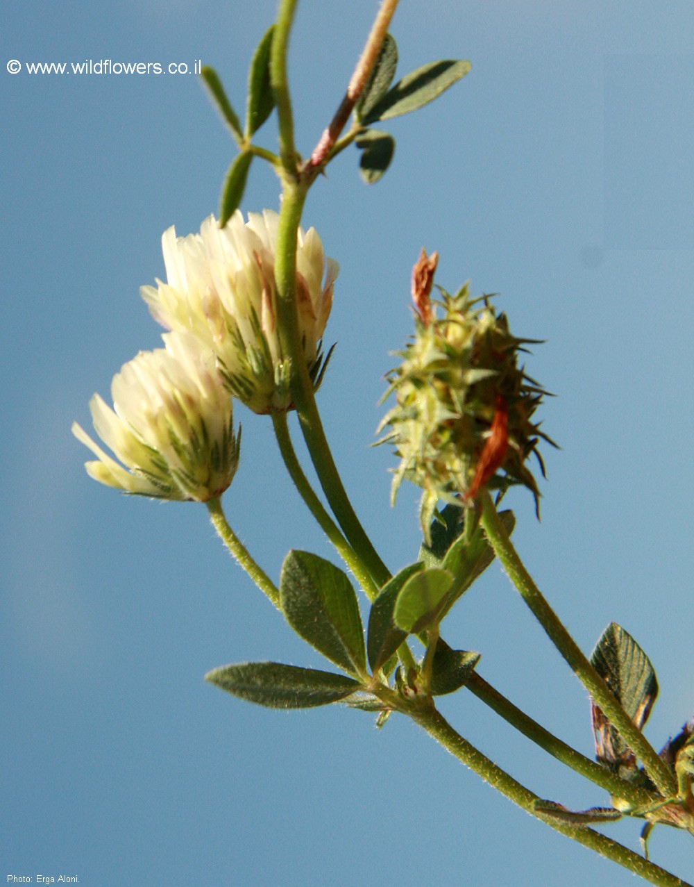 Trifolium scutatum